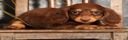 Miniature Dachshund dogs for sale: Freddy - Ad 6