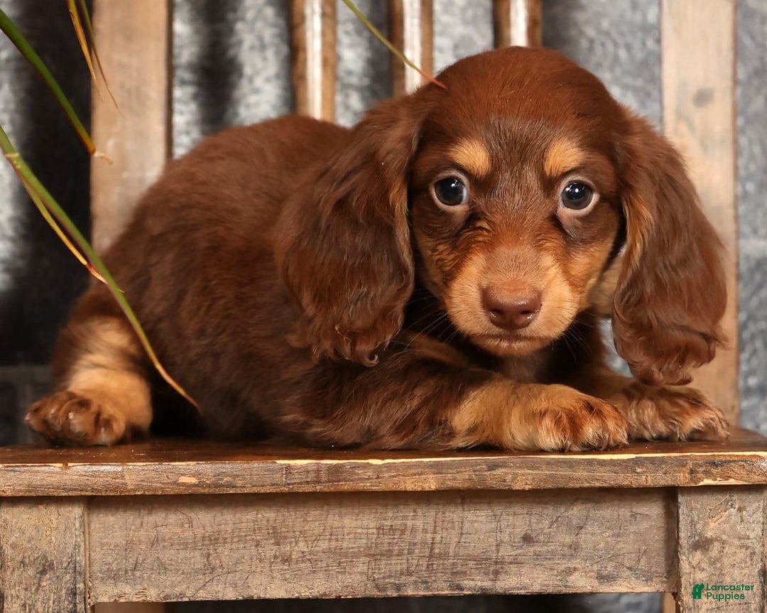 Miniature Dachshund dogs for sale: Freddy - Ad 6