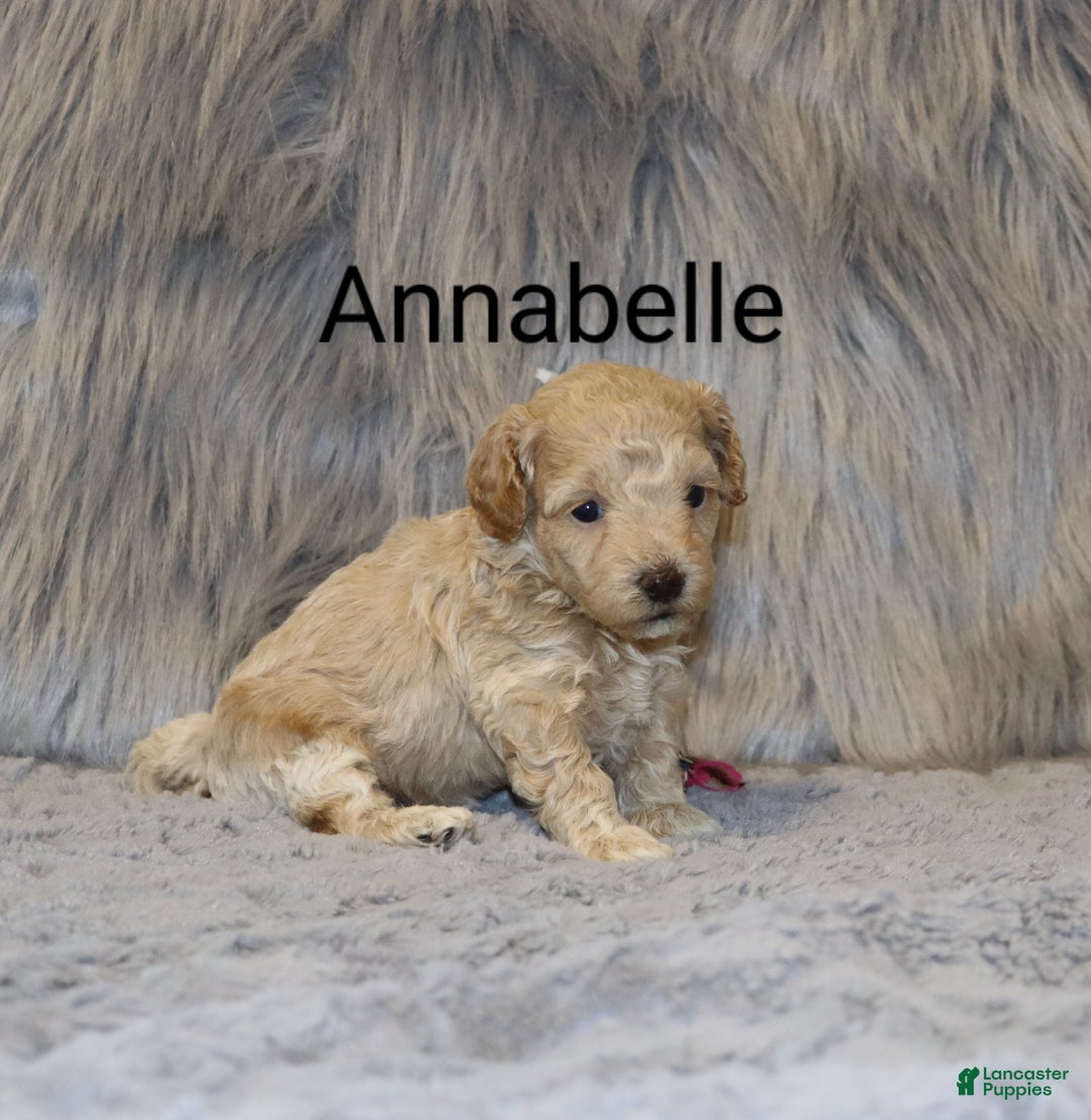 Havapoo dogs for sale: Annabelle Toy/M.👨‍👨‍👦‍👦💞🐕 - Ad 12