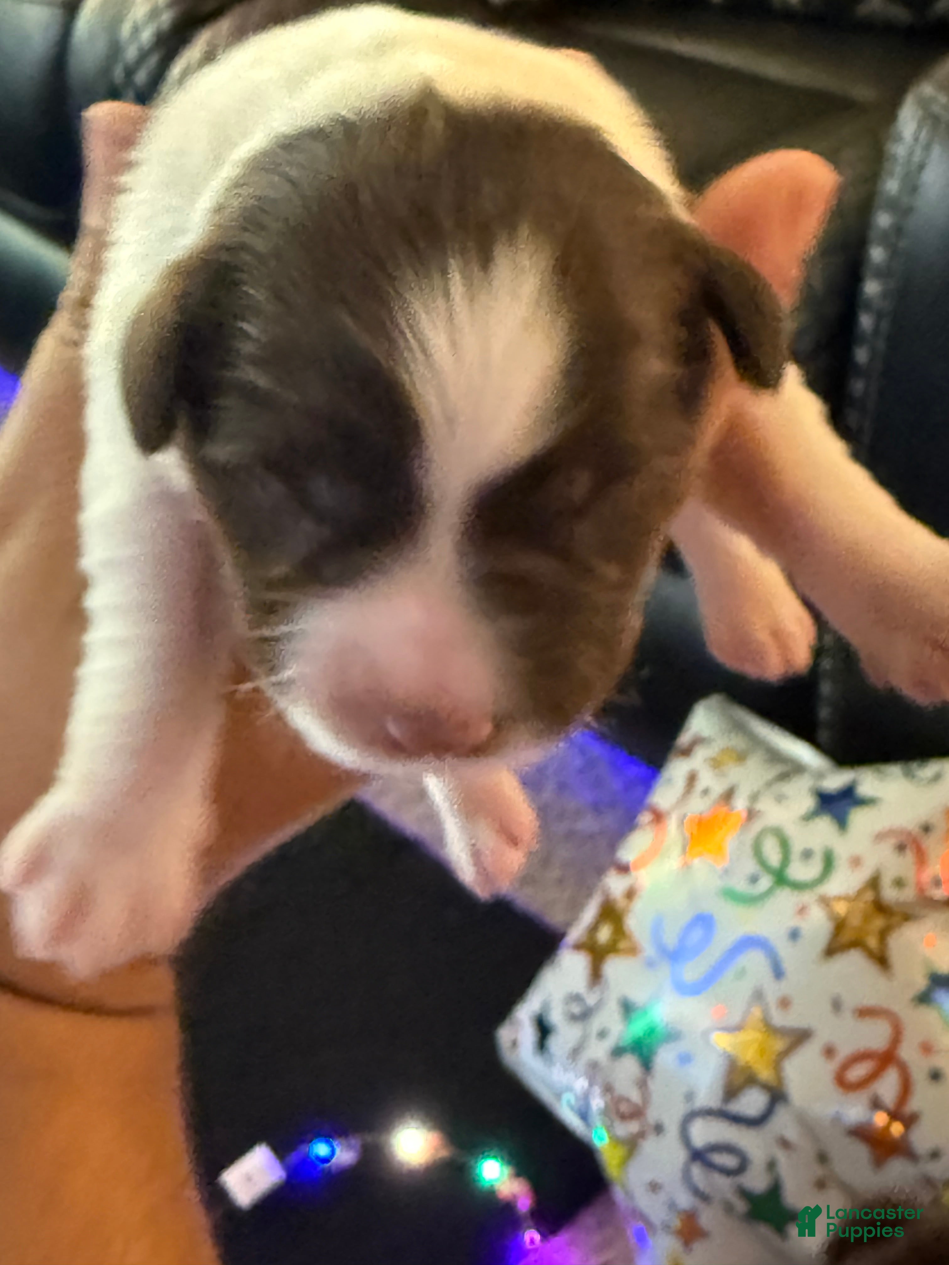Miniature Schnauzer dogs for sale: Miniature Schnauzer 1 - Ad 5
