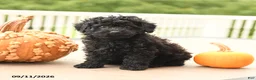 Miniature Poodle dogs for sale: Peter - Ad 2