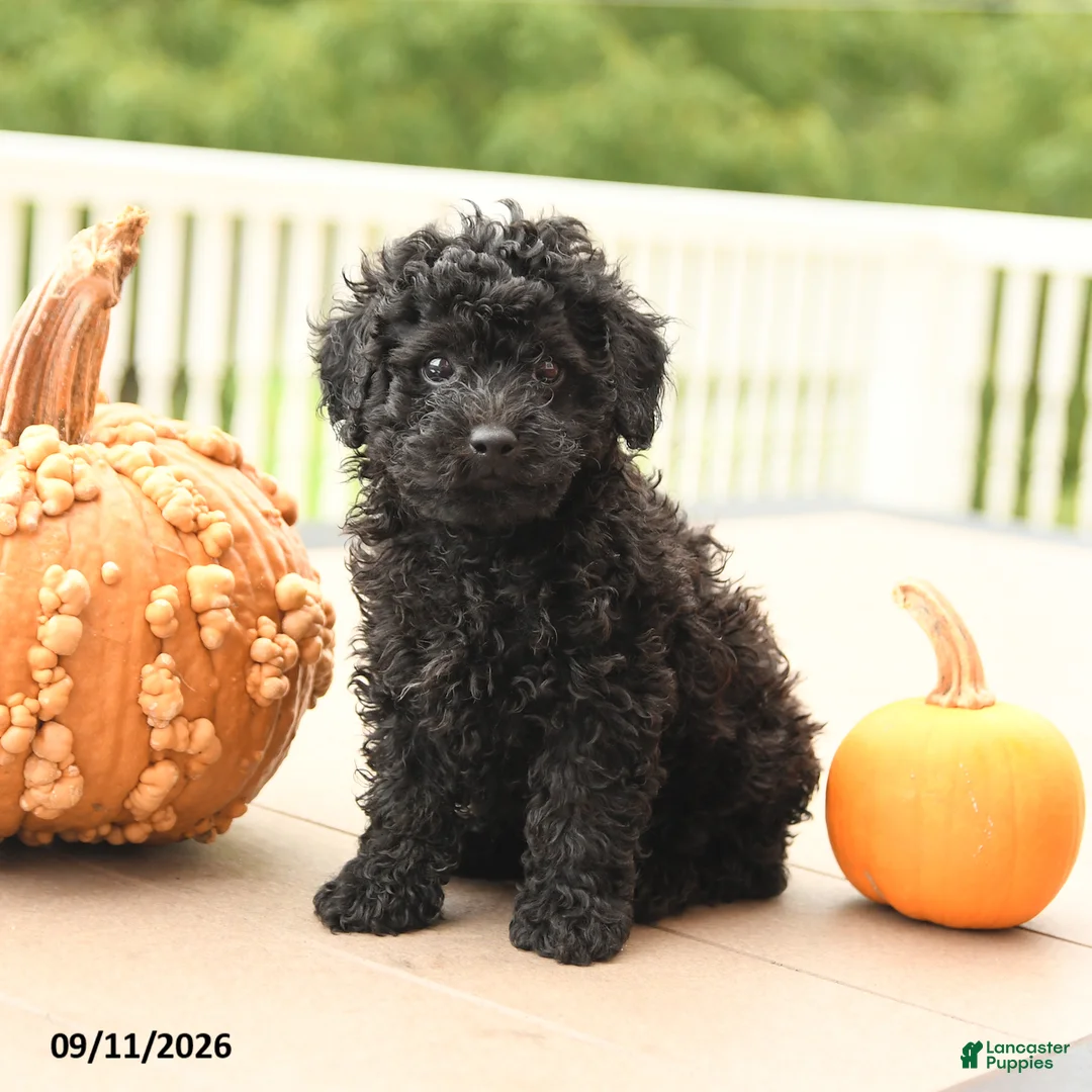 Miniature Poodle dogs for sale: Peter - Ad 2