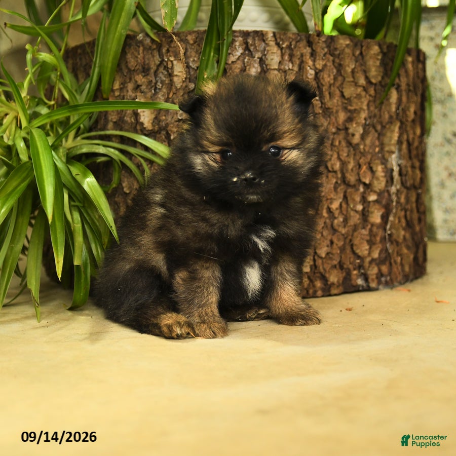 Pomeranian dogs Elvis - Ad 1