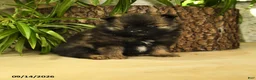 Pomeranian dogs for sale: Elvis - Ad 1