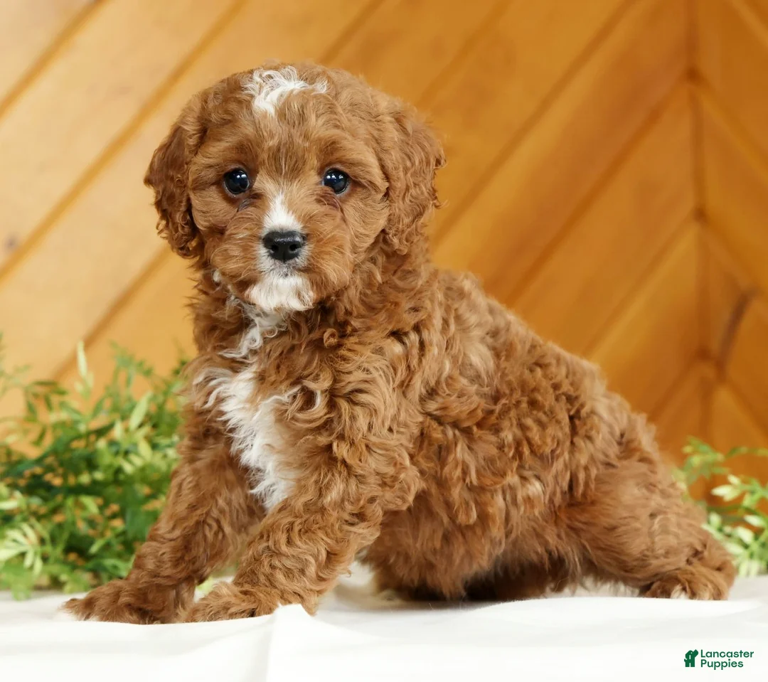 Cavapoo dogs for sale: Mia - Ad 2