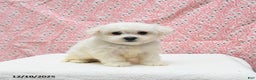 Bichon Frise dogs for sale: Prince   - Ad 2