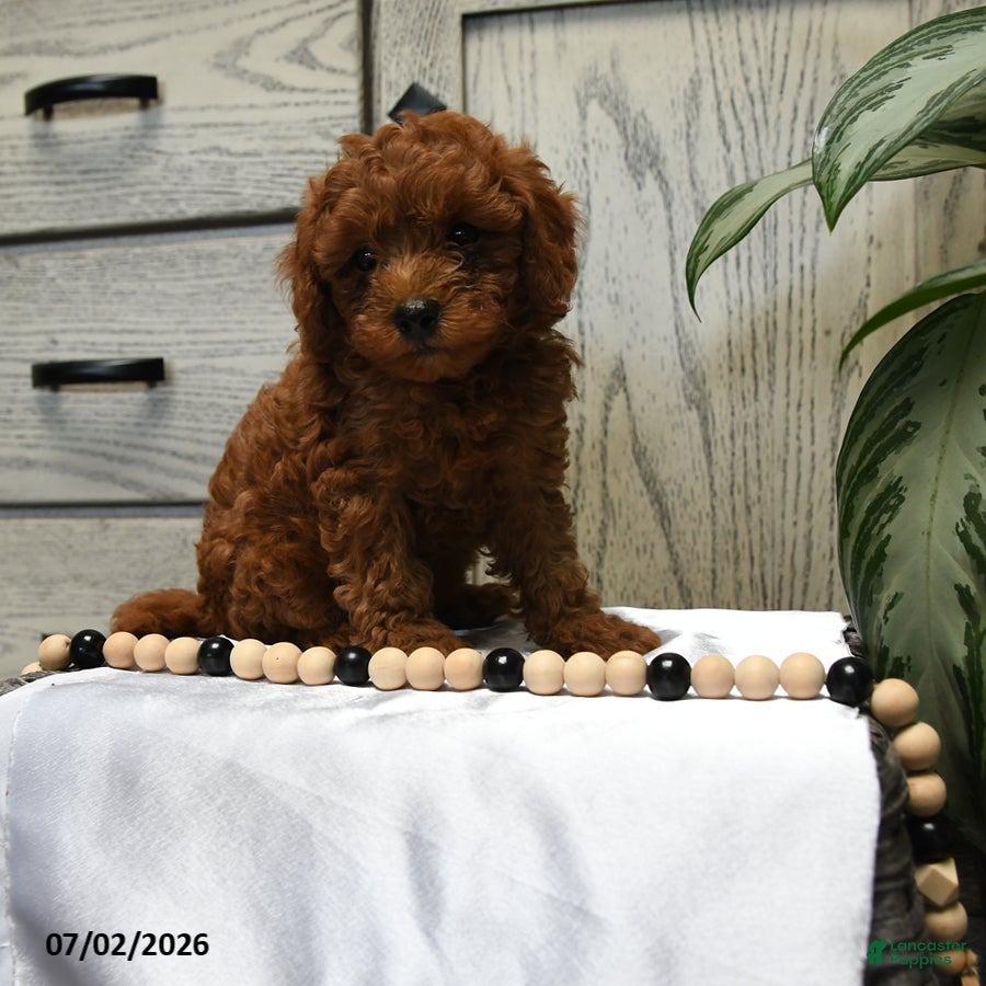 Shihpoo dogs Harley - Ad 1
