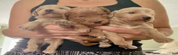 Goldendoodle dogs for sale: Asher  - Ad 1