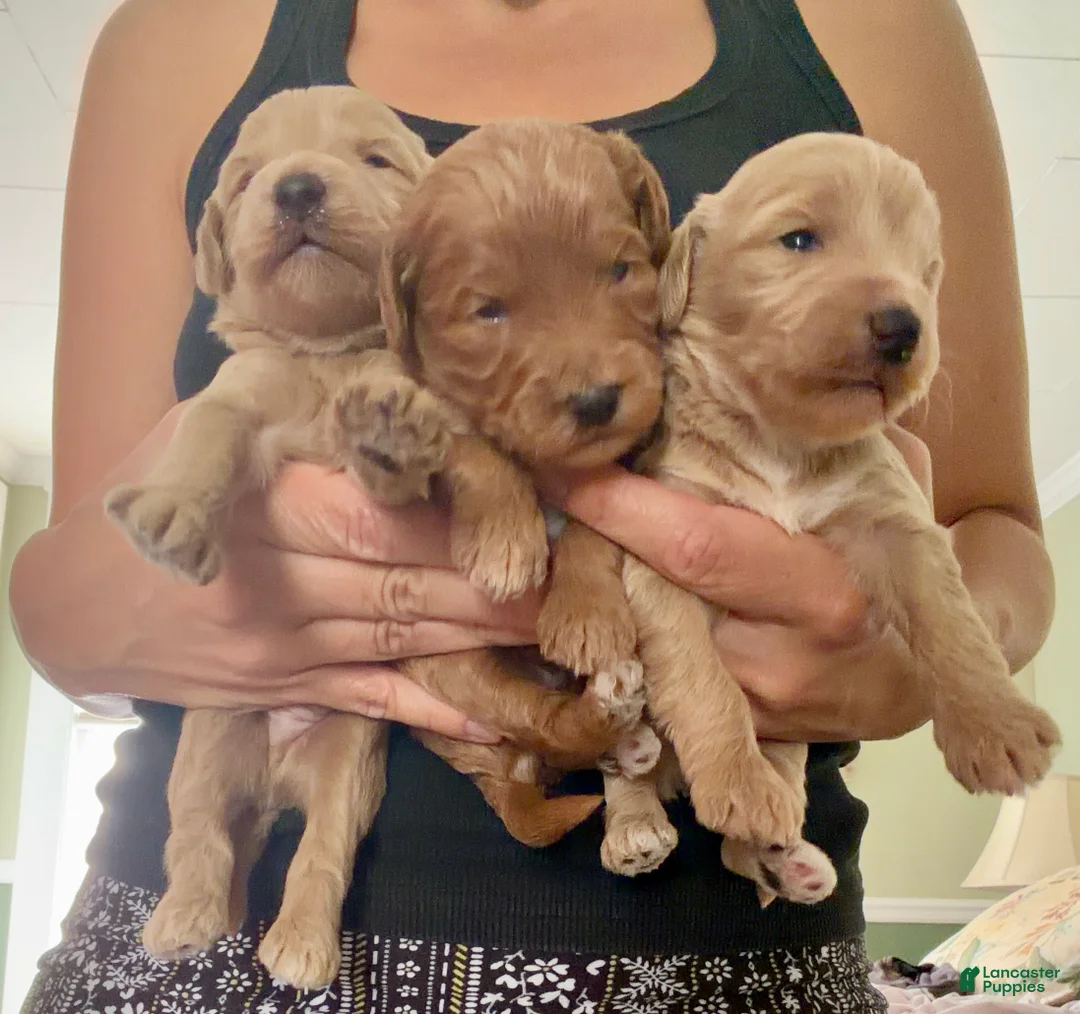 Goldendoodle dogs for sale: Asher  - Ad 1