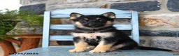Gerberian Shepsky dogs for sale: Pixel - Ad 1
