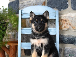 Gerberian Shepsky dogs Pixel - Ad 1