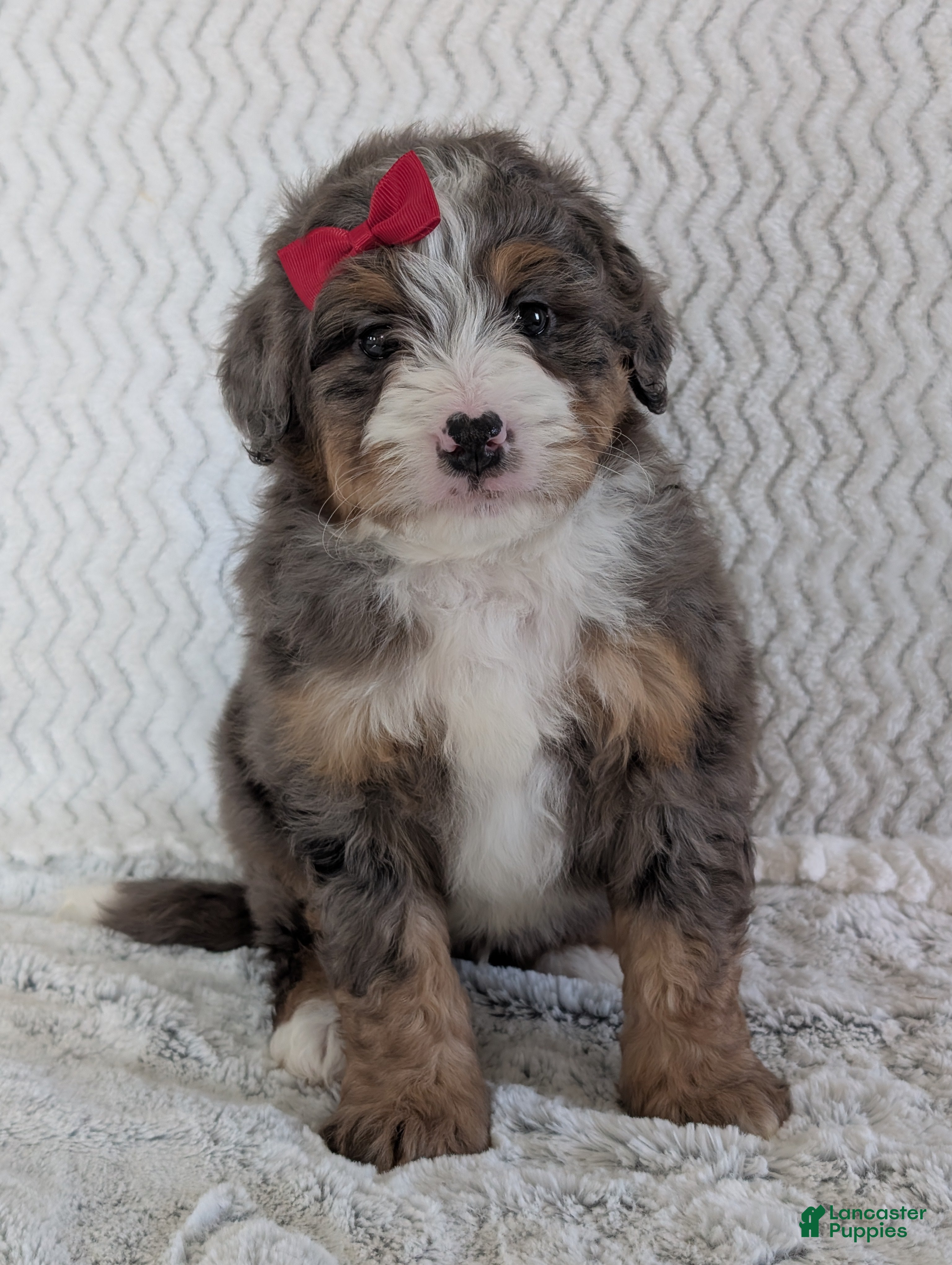 Mini Bernedoodle dogs Mini Wyatt  - Ad 9