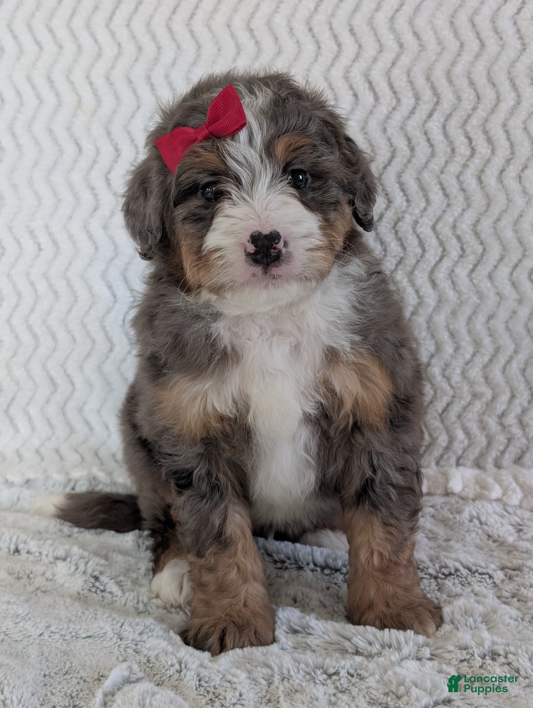 Mini Bernedoodle dogs for sale: Mini Wyatt  - Ad 1