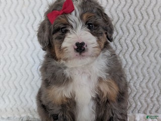 Mini Bernedoodle dogs Mini Wyatt - Ad 24