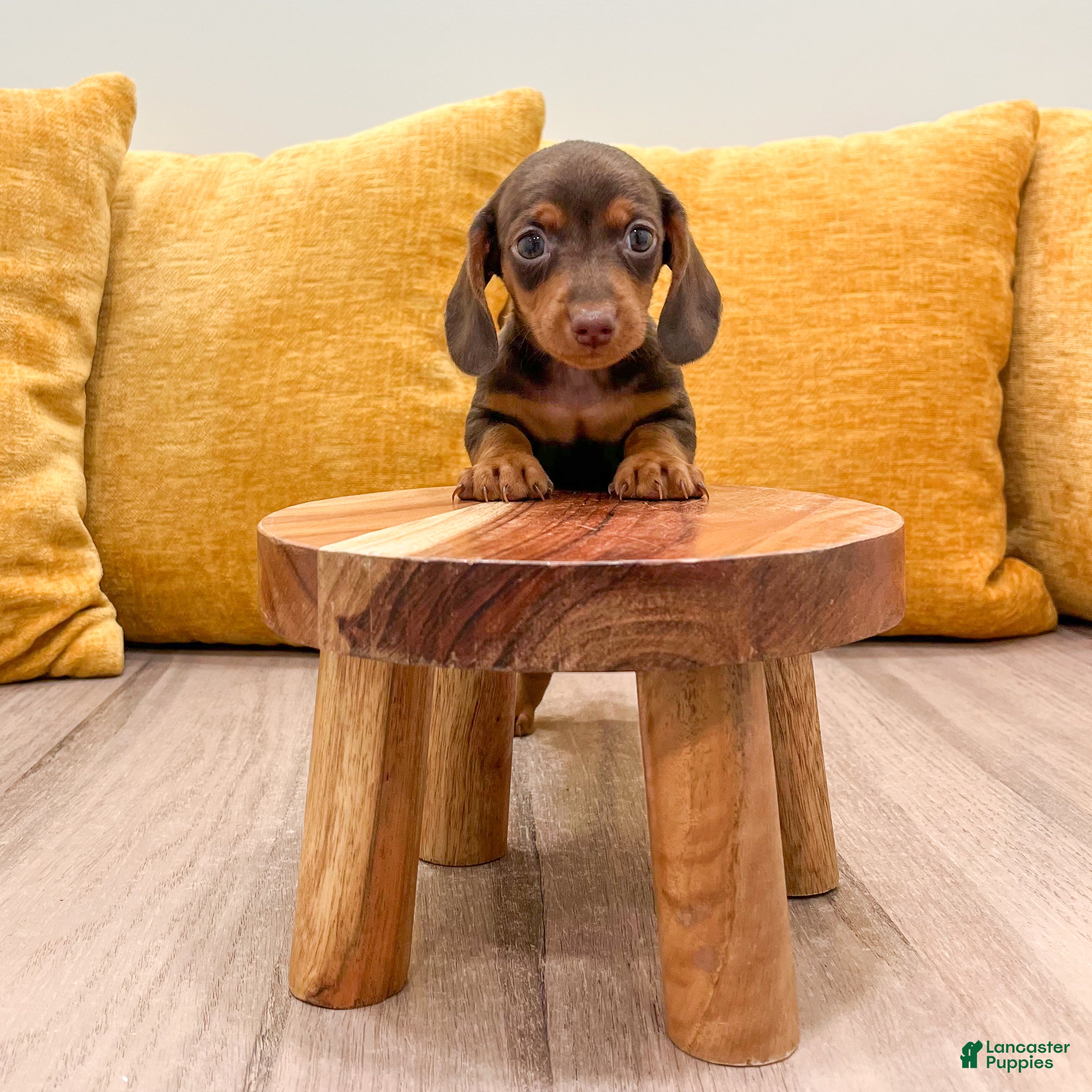 Miniature Dachshund dogs Hunter - Ad 2