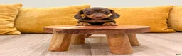 Miniature Dachshund dogs for sale: Hunter - Ad 2