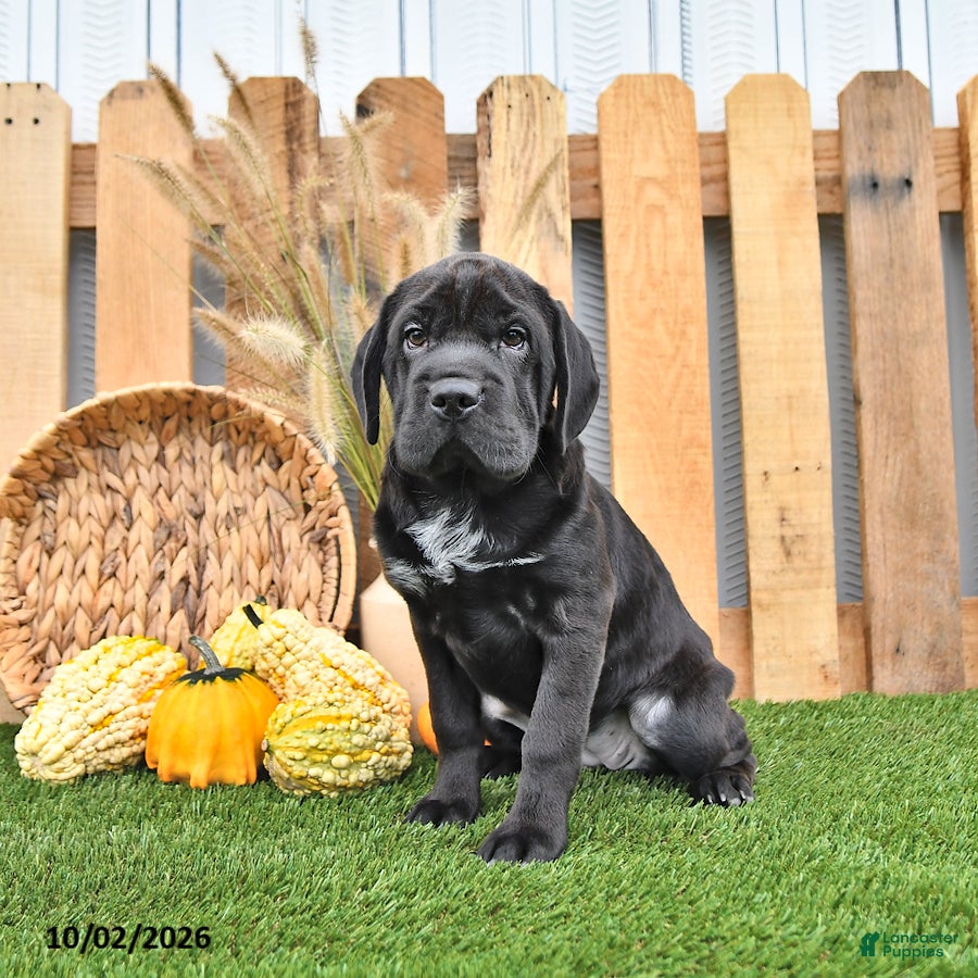 Mini Hippo dogs Libby - Ad 1