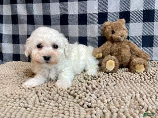 Bichon Frise dogs - Ad 21