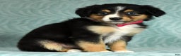 Australian Shepherd dogs for sale: Maggie - Ad 5