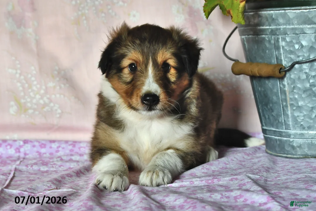 Shetland Sheepdog dogs for sale: Charlotte - Ad 1