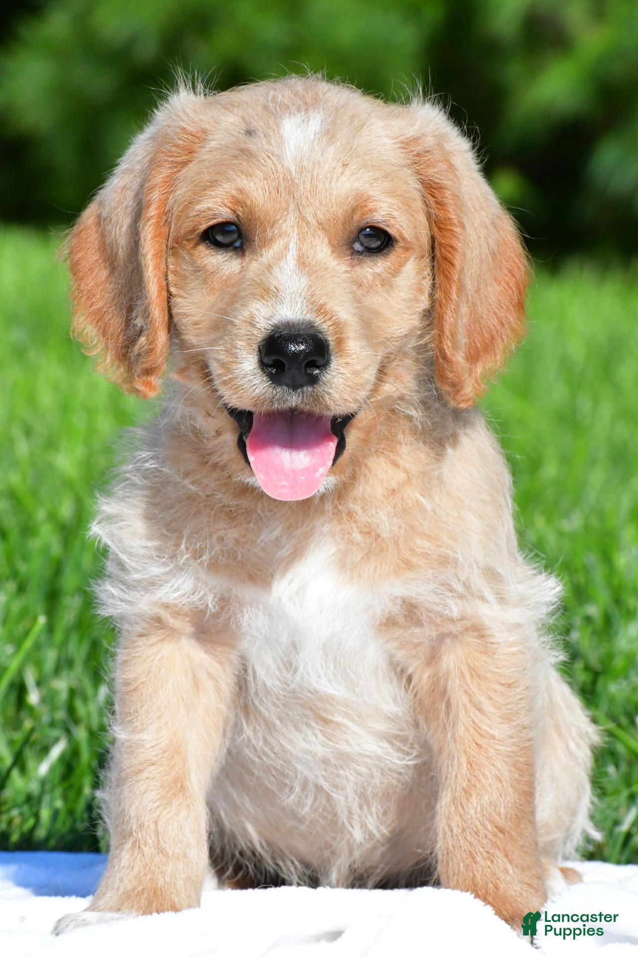 Labradoodle dogs Diesel - Ad 38