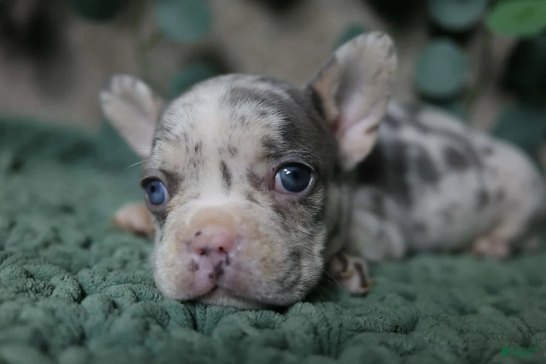 French Bulldog dogs for sale: Shiloh  - Ad 2