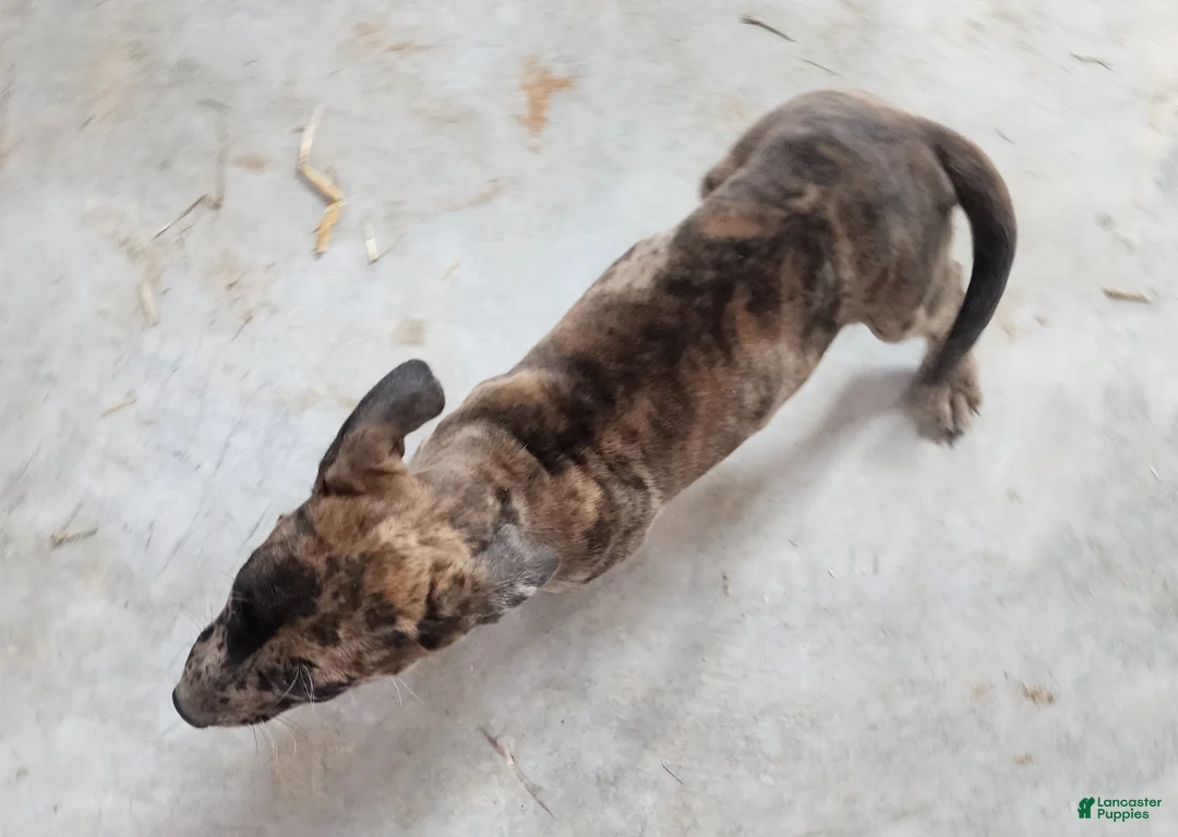 Catahoula Leopard Dog dogs for sale: Duchess 2026 Female 1 - Ad 2