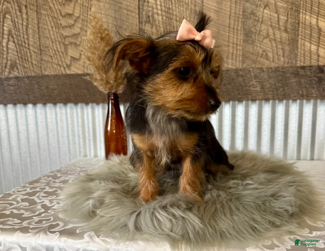 Yorkshire Terrier dogs for sale: Sage - Ad 2