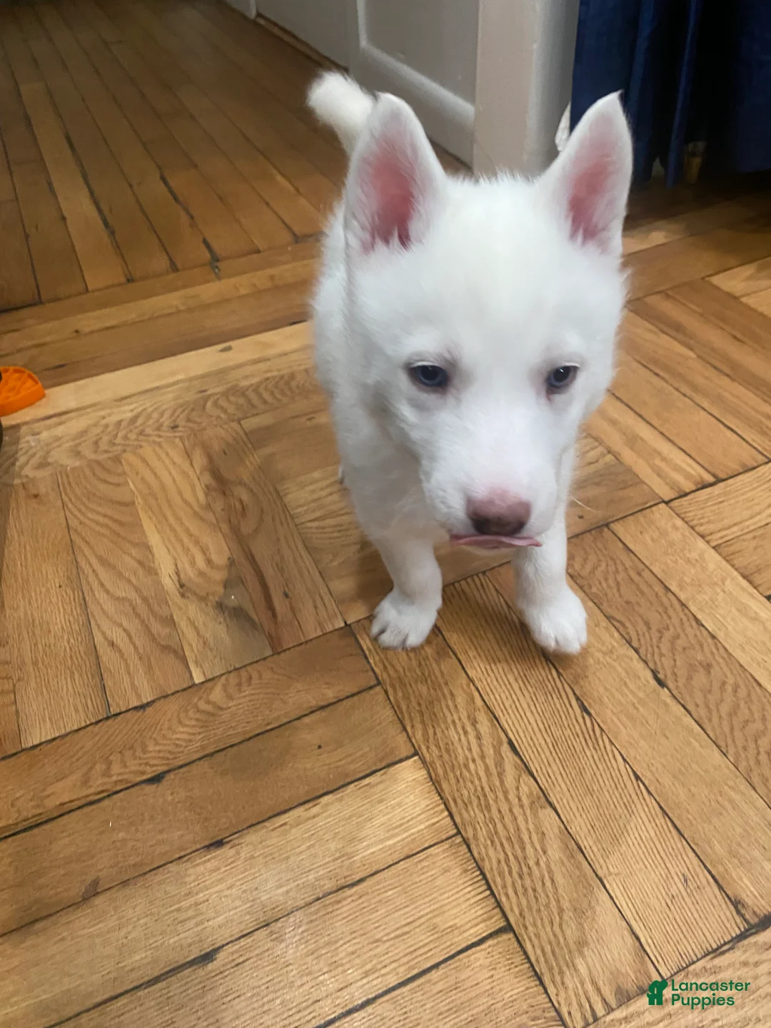 Siberian Husky dogs for sale: Jay - Ad 2