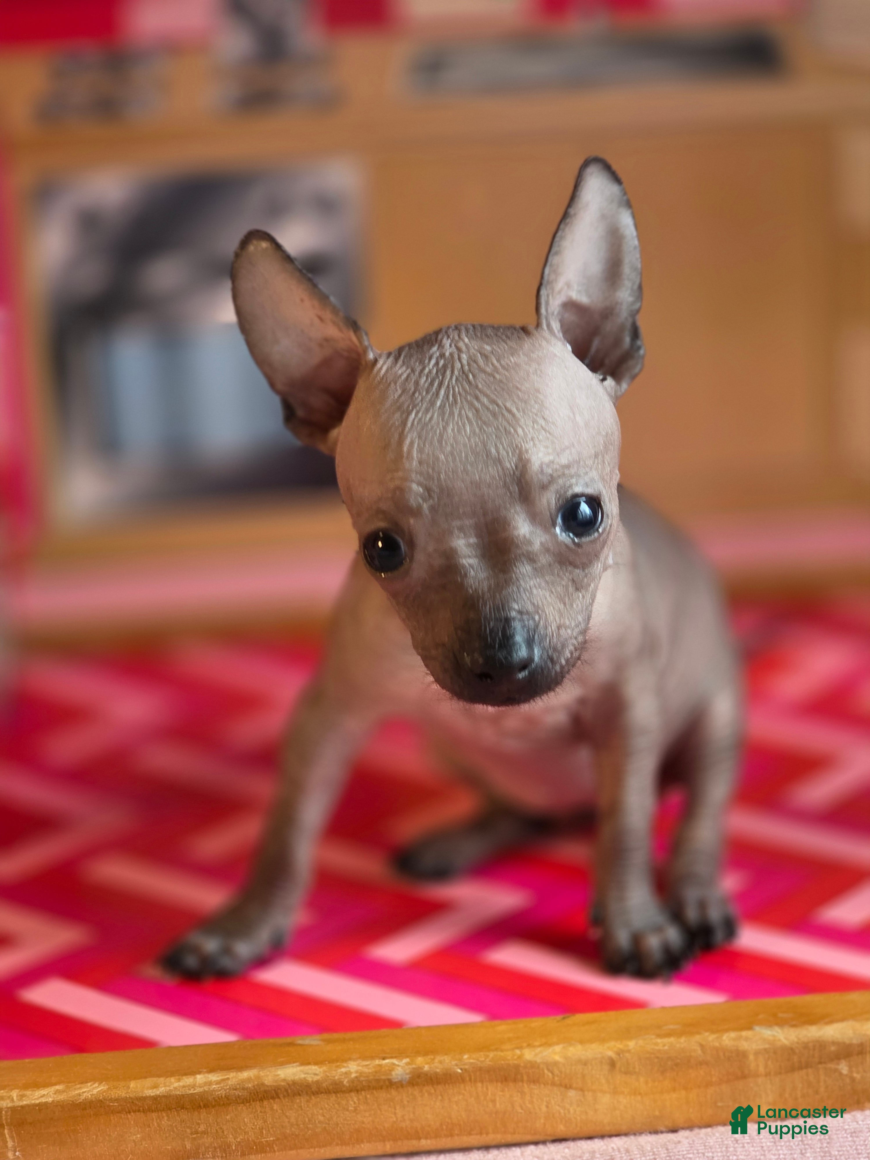 Mixed Breed dogs Patricia  - Ad 1