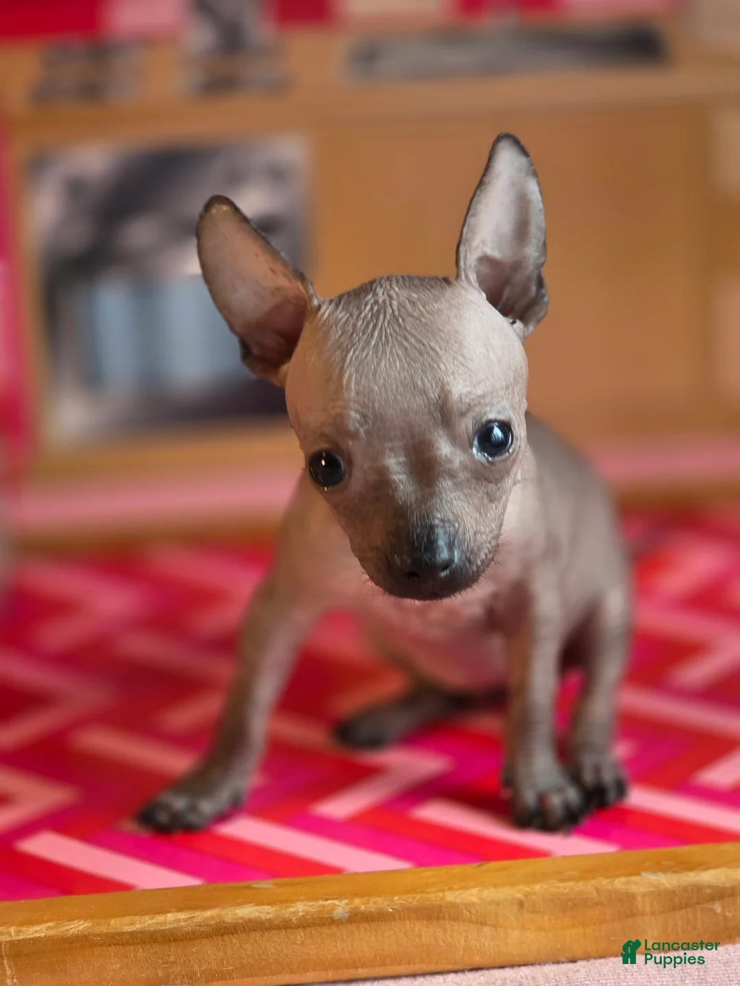 Mixed Breed dogs for sale: Patricia  - Ad 1