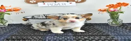 Welsh Corgi Pembroke dogs for sale: Rover - Ad 1