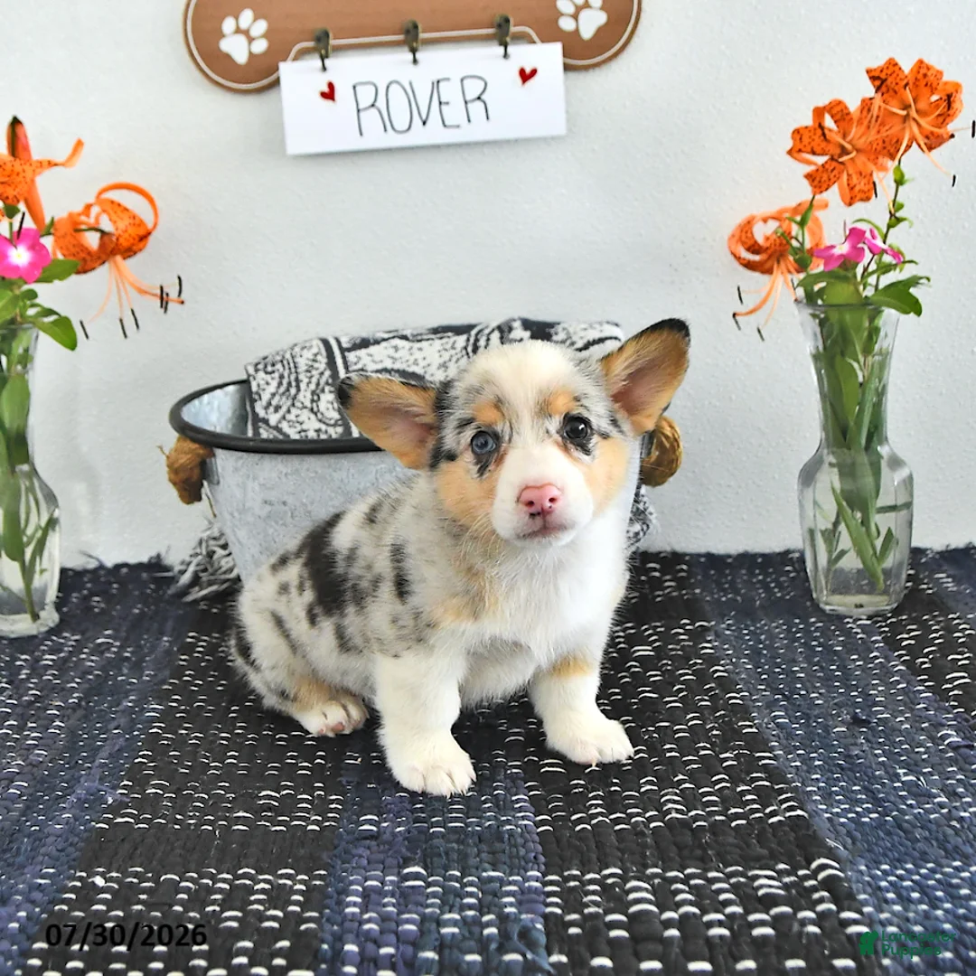 Welsh Corgi Pembroke dogs for sale: Rover - Ad 1