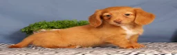 Miniature Dachshund dogs for sale: Jimmy - Ad 5