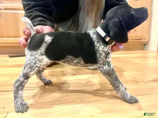 German Shorthaired Pointer dogs Pearl - Ad 14