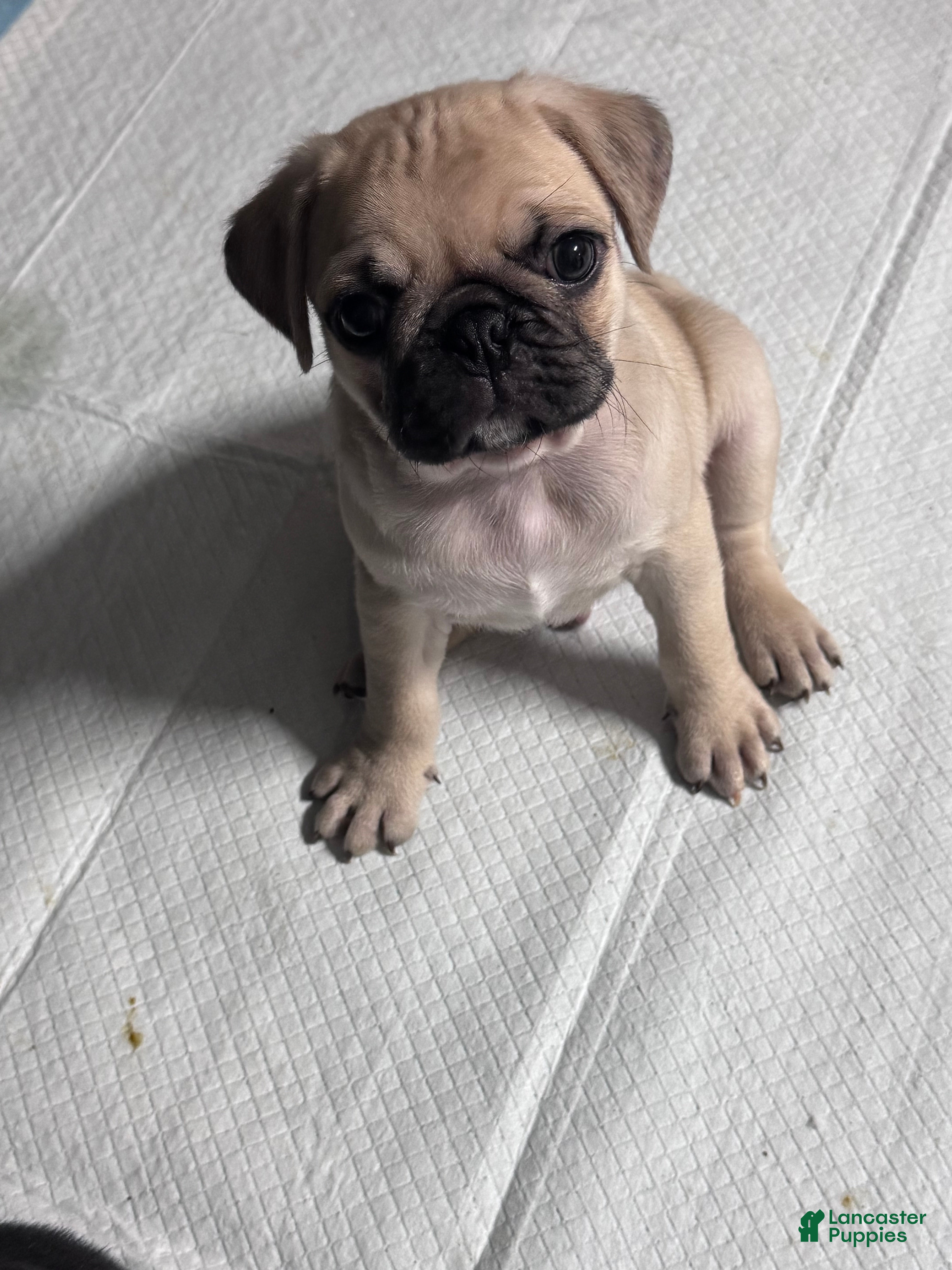 Pug dogs Pug Puppy 3 - Ad 10