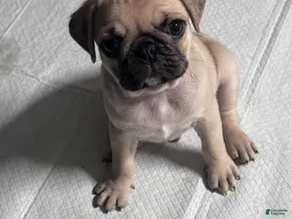 Pug dogs Pug Puppy 3 - Ad 10