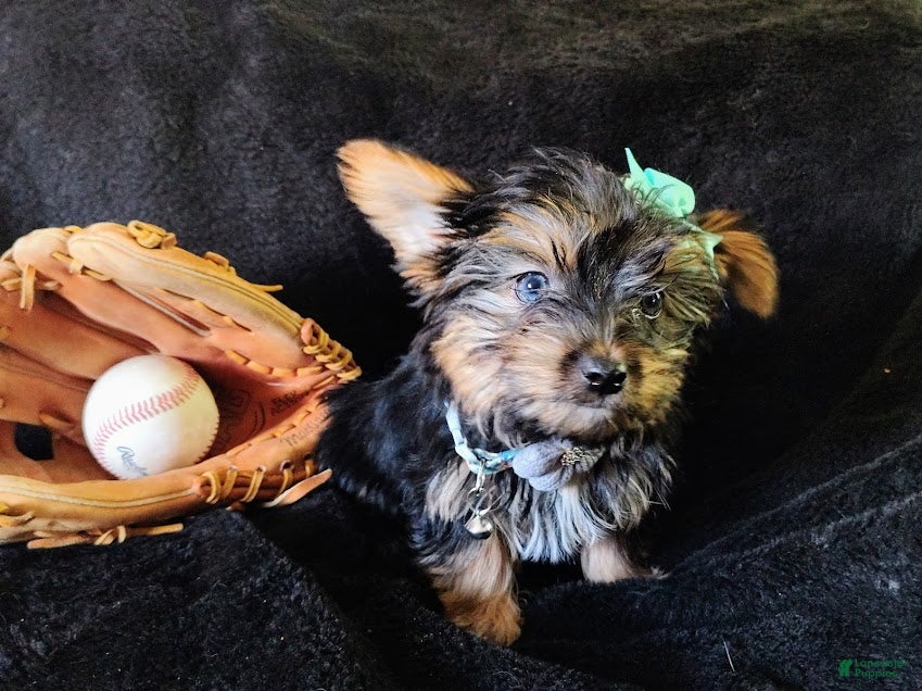 Yorkshire Terrier dogs Yorkshire Terrier Puppy 4 - Ad 19