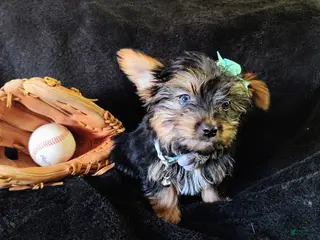 Yorkshire Terrier dogs Yorkshire Terrier Puppy 4 - Ad 22