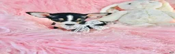 Chihuahua dogs for sale: Chihuahua 1 - Ad 2