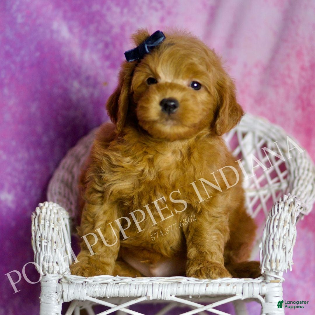 Mini Goldendoodle dogs Bear - Ad 26