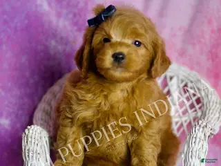 Mini Goldendoodle dogs Bear - Ad 26