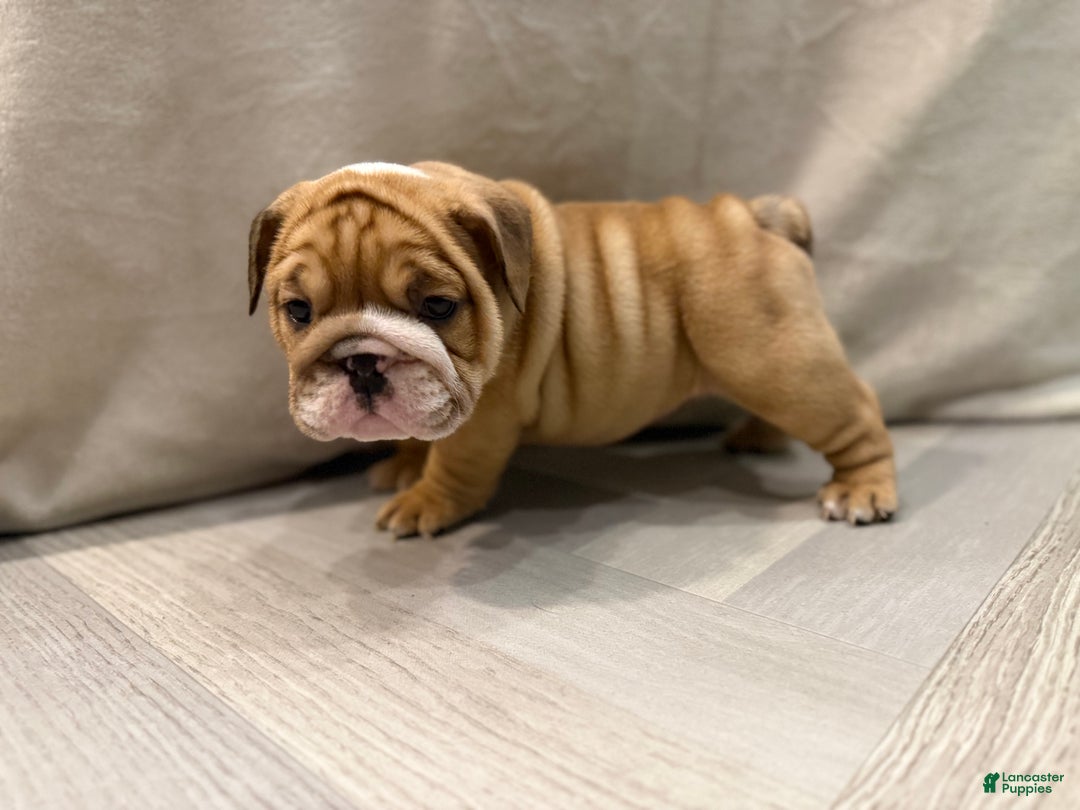 English Bulldog dogs for sale: Martha may - Ad 8