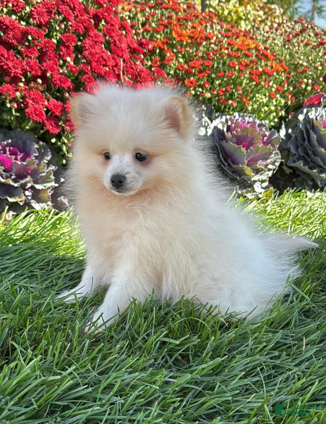 Pomeranian dogs for sale: Teddy - Ad 3