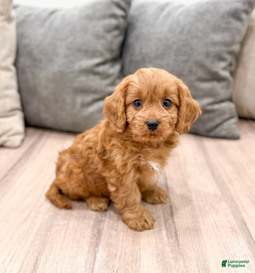 Cavapoo dogs for sale: Reeses - Ad 3