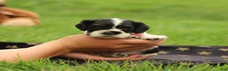Cocker Spaniel dogs for sale: Hazel - Ad 8