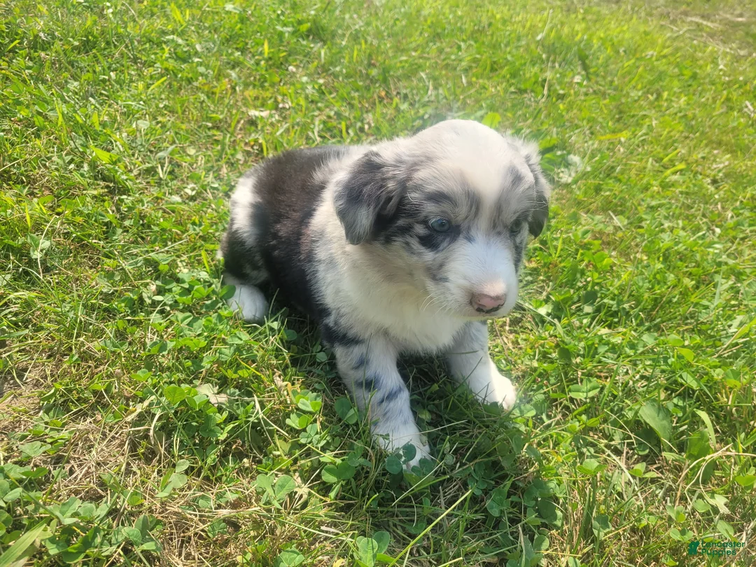 Mixed Breed dogs for sale: Kim  - Ad 2