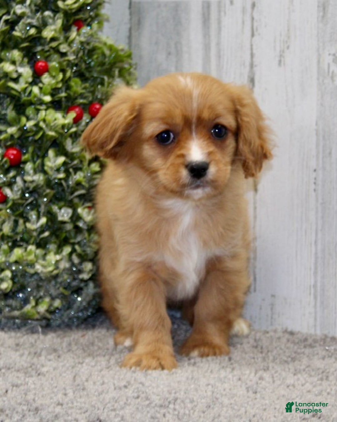 Cavapoo dogs for sale: Sugar - Ad 6