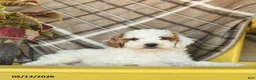 Miniature Poodle dogs for sale: Fluffy  - Ad 5
