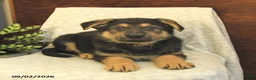 German Shepherd dogs for sale: Moose - Ad 4